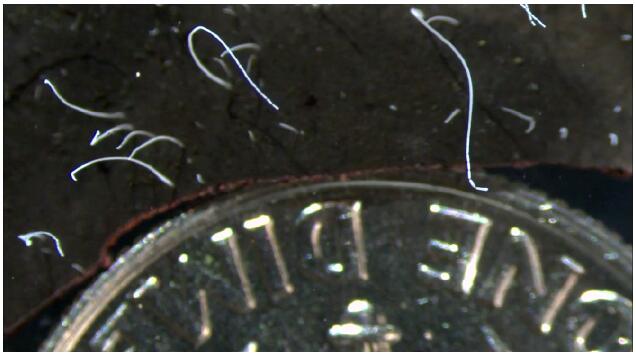 加勒比海紅樹林中發(fā)現(xiàn)一種長(zhǎng)達(dá)2厘米的巨型細(xì)菌，擁有龐大的基因組！