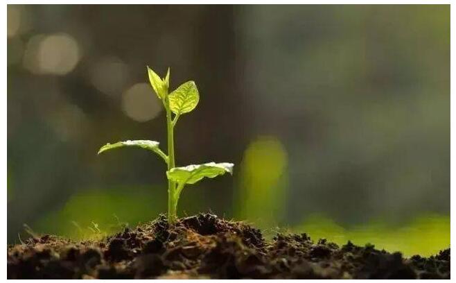 枯草芽孢桿菌的功效及系統(tǒng)作用