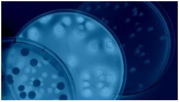 “改造細菌”以保護腸道中的天然微生物群