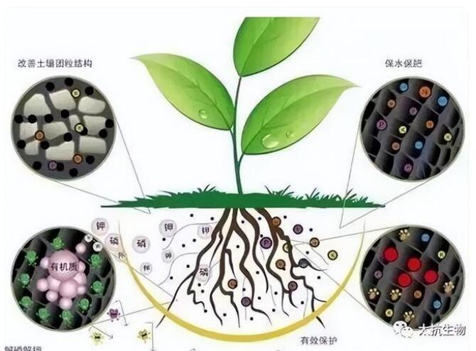 土壤微生物在作物生長過程中具體起著怎樣的作用？