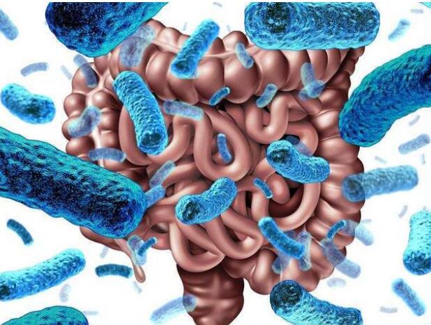 新工程菌保護腸道微生物免受侵害