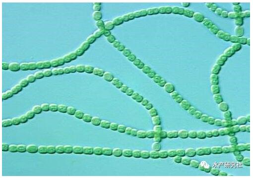 詳解藻類、浮游植物、浮游動(dòng)物以及微生物是怎樣形成的