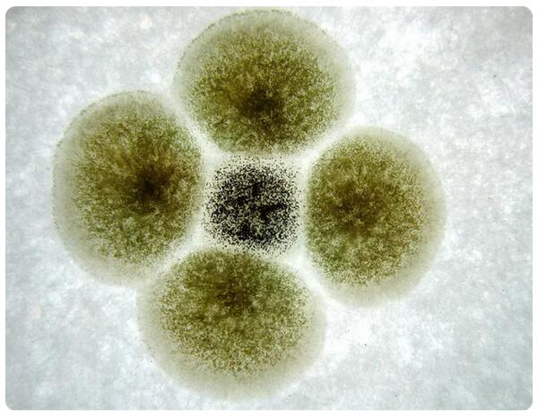 微生物工業(yè)端發(fā)酵培養(yǎng)基的選擇和配置原則