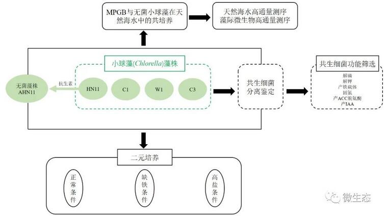 海南大學(xué)：不利環(huán)境下共生細菌促進小球藻生長