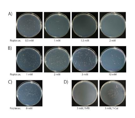 細菌的生長曲線分為哪幾個時期？