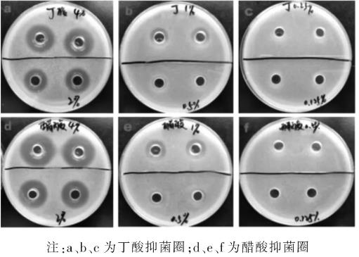不同濃度的醋酸、丁酸對(duì)大腸桿菌生長曲線的影響