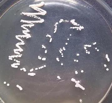 大腸桿菌O78和枯草芽孢桿菌CGMCC 1.504生長曲線繪制方法對(duì)比