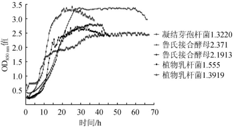 凝結(jié)芽孢桿菌、魯氏結(jié)合酵母和植物乳桿菌生長曲線測定結(jié)果