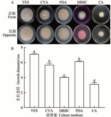 不同培養(yǎng)基、時(shí)間下硫色曲霉的生長(zhǎng)情況