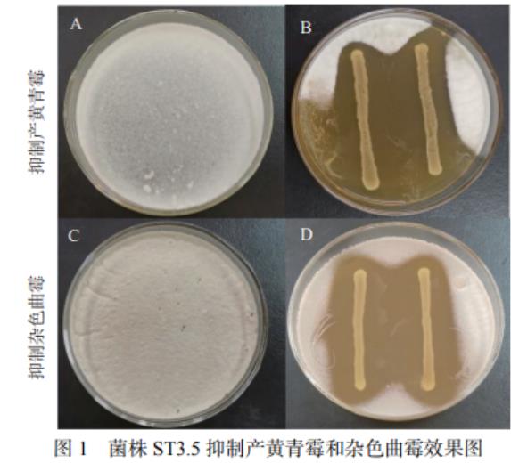 泡菜分離菌株對(duì)產(chǎn)黃青霉和雜色曲霉的抑制作用分析