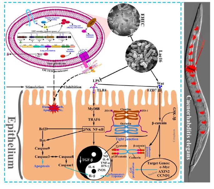 四種益生菌減輕病原體引起的腸上皮損傷的能力評(píng)估