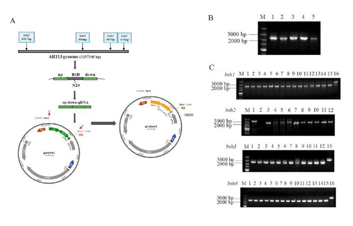 AR113和bsh敲除的植物乳桿菌菌株的生長(zhǎng)狀態(tài)評(píng)估