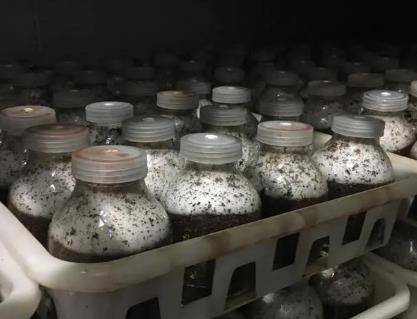 食用菌生長曲線與生長環(huán)境條件