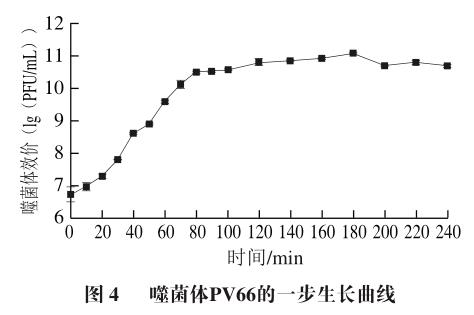 牦牛屠宰場分離到的變形桿菌噬菌體生長曲線與最佳MOI測定結(jié)果