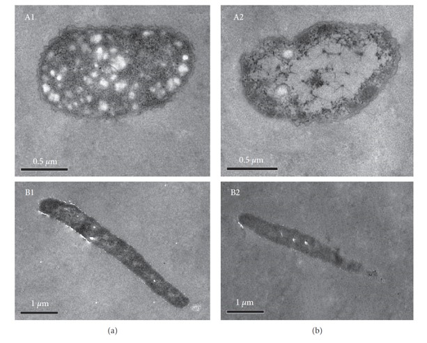 瑞香素對熒光假單胞菌和腐敗鏈球菌的抗菌活性與生長變化