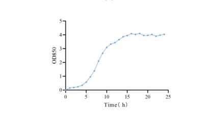 一株具有降尿酸作用的植物乳植桿菌培養(yǎng)條件與生長曲線檢測