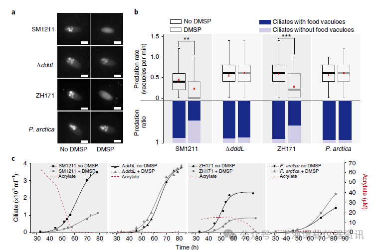 二甲基磺酰丙酸(DMSP)降解導致丙烯酸酯濃度上升，影響海洋細菌捕食偏好