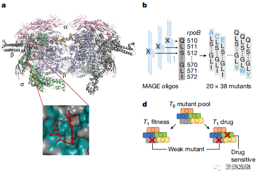RNA聚合酶（RNAP）突變體影響福平（Rif）殺菌/抑菌效應