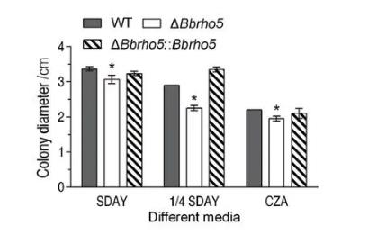 BbRho5調(diào)控球孢白僵菌菌落生長速率