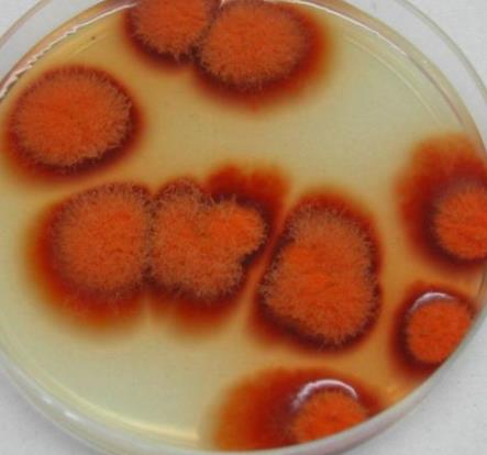 硫酸二乙酯、亞硝酸等多種誘變劑對洛伐他汀產(chǎn)生菌株紅曲霉致死率影響