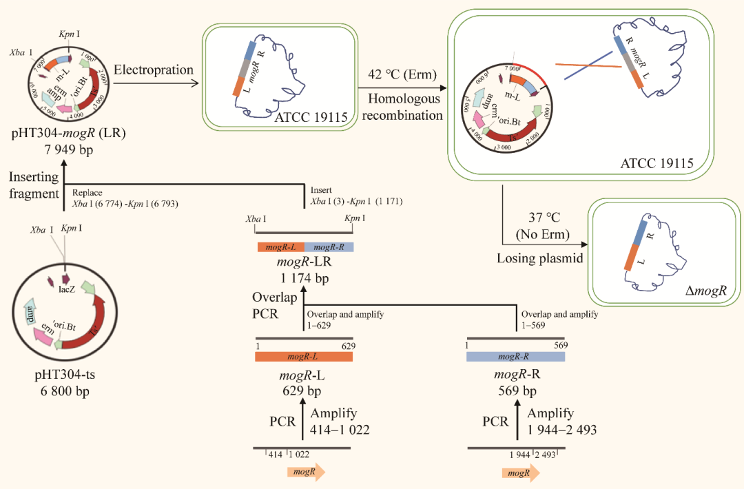 基于全自動(dòng)生長(zhǎng)曲線分析儀研究單增李斯特菌低溫生長(zhǎng)機(jī)制（二）