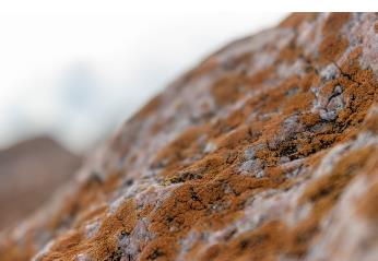 ?微生物合成HDMF的培養(yǎng)條件、影響因素