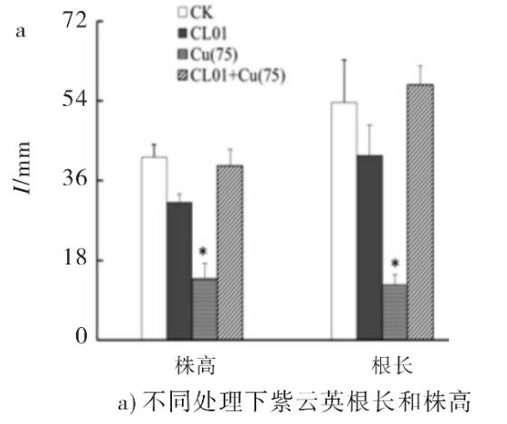 重金屬抗性菌CL01促進(jìn)紫云英抵抗銅脅迫機(jī)理