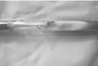 青梅菌母種菌絲的分離與純化、生長(zhǎng)速率及生長(zhǎng)影響因素