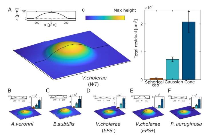 細(xì)菌菌落的水平擴(kuò)張速度受生物膜邊緣接觸角的控制