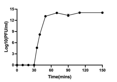 銅綠假單胞菌Pa021的分離及鑒定、一步生長曲線、殺菌曲線繪制