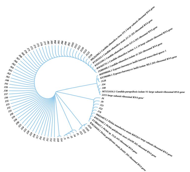 發(fā)酵谷物中分離乙醇假絲酵母菌株直接降解白酒中的?氨基甲酸乙酯EC