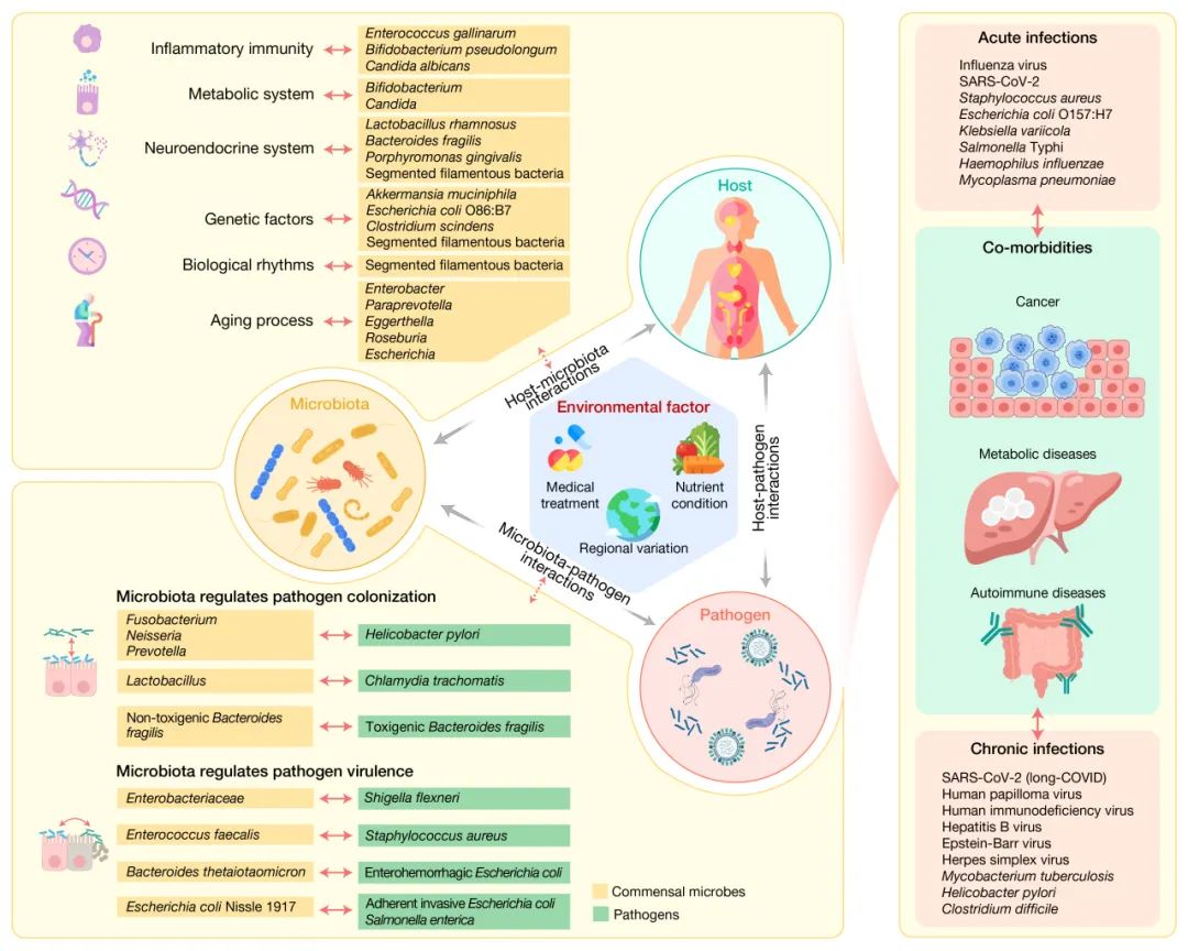 微生物群與人類宿主、入侵病原體及外界環(huán)境因素組成的相互作用調(diào)控網(wǎng)絡(luò)