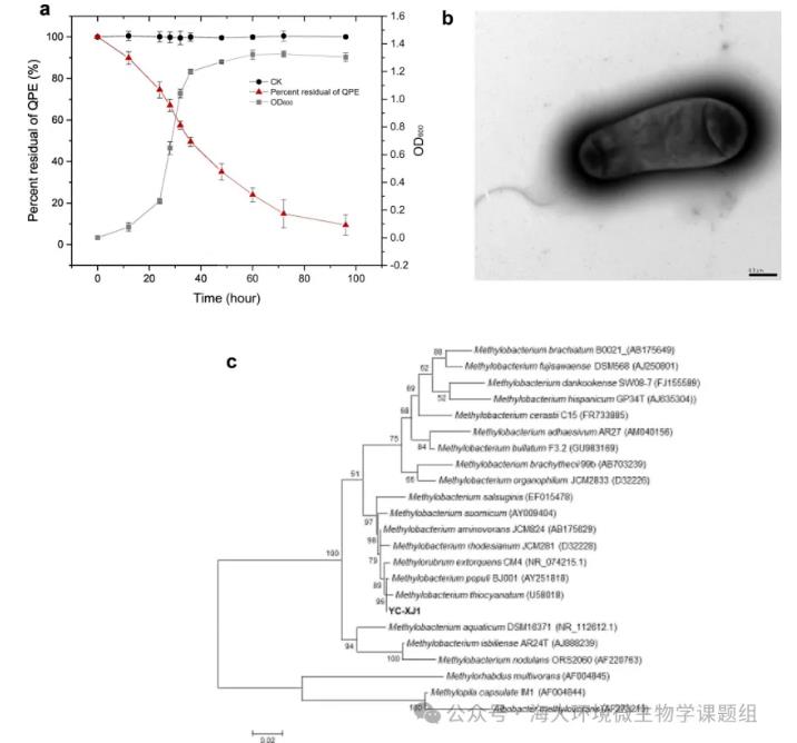 好氧粉紅色QPE降解細(xì)菌YC-XJ1的生長曲線和降解能力