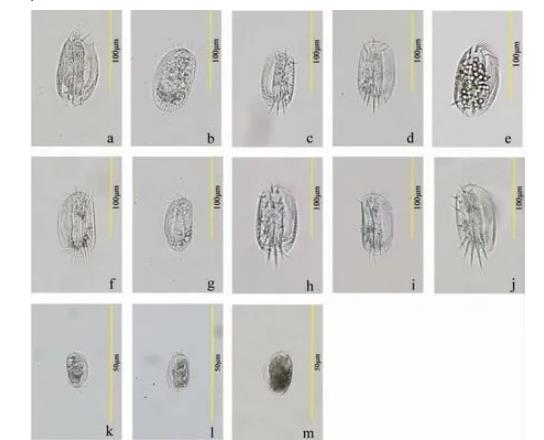 不同鹽度下纖毛蟲（黃色偽角毛蟲和扇形游仆蟲）的生長曲線（二）
