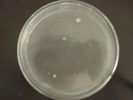 紫外誘變處理側(cè)耳菌，篩選獲得的開發(fā)秸稈資源優(yōu)秀菌株（一）