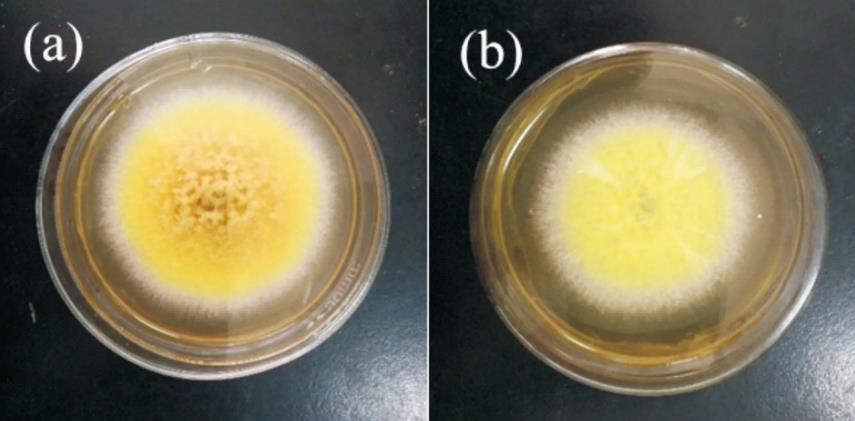從茯磚茶中分離“金花菌”，對于高鹽度培養(yǎng)條件與生長機(jī)制