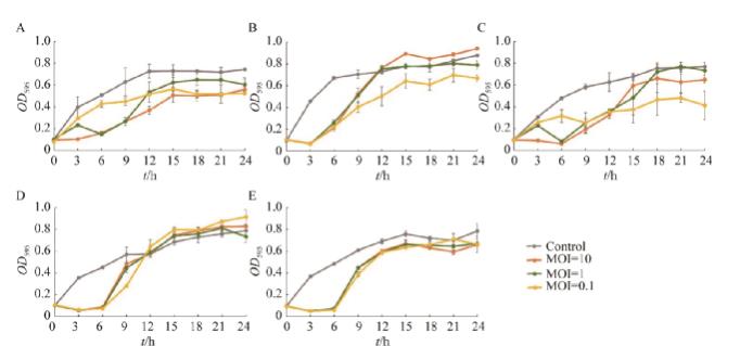 克雷伯氏菌裂解性噬菌體生長曲線、體內(nèi)體外抑菌曲線繪制