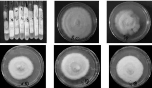 不同來源桑黃菌株生長特性及拮抗試驗分析