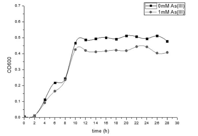 砷氧化菌株在砷脅迫中生長曲線測定及重金屬銅的耐受性（一）