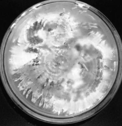 不同氮源、無機(jī)鹽、ph、溫度對(duì)多形炭角菌生長(zhǎng)的影響（一）