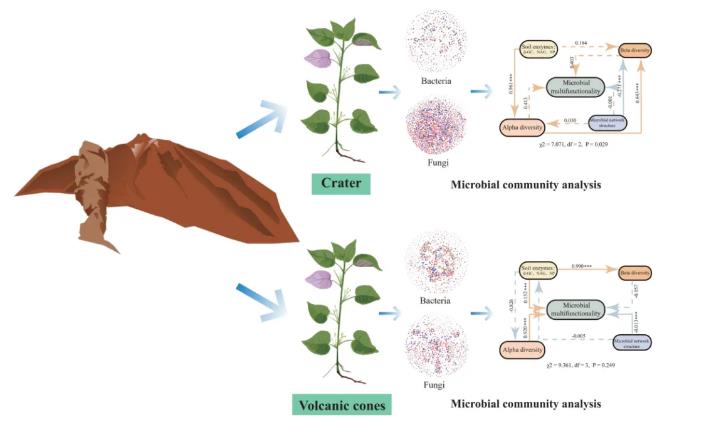 火山土壤對(duì)微生物群落多樣性的塑造、苧麻根際土壤微生物的影響