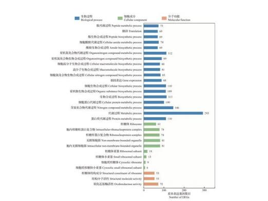 照光對(duì)稻曲病菌菌絲生長(zhǎng)的影響與調(diào)控機(jī)制（二）