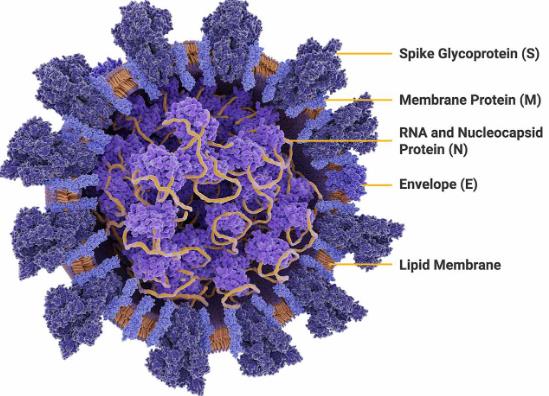 新型冠狀病毒SARS-CoV2單細(xì)胞內(nèi)增殖特性與傳播動(dòng)力學(xué)模型