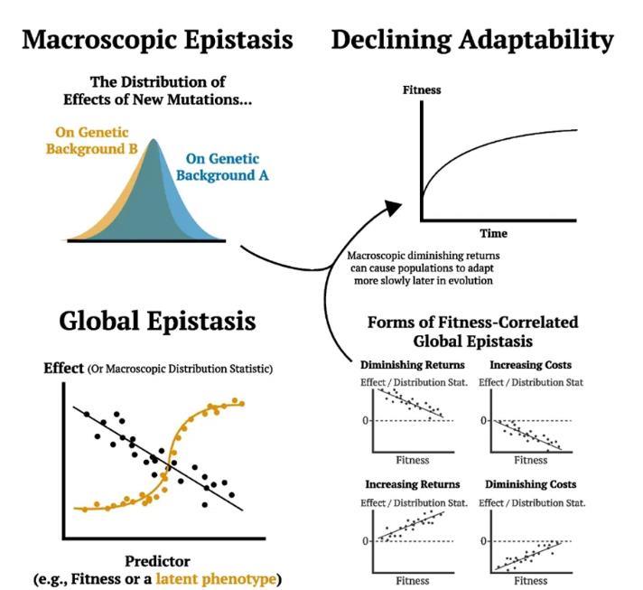 揭示不同生境生態(tài)群落中廣泛存在的全局功能上位效應(yīng)（一）