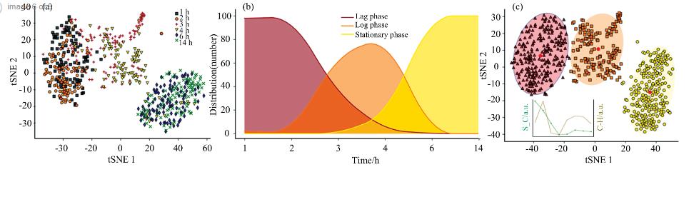 單細(xì)胞微生物生長(zhǎng)時(shí)期精準(zhǔn)鑒定與實(shí)時(shí)監(jiān)測(cè)方法（二）