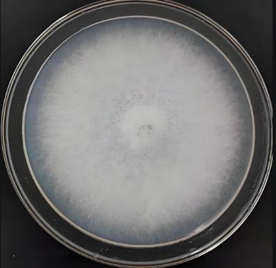 轉(zhuǎn)錄組技術(shù)分析產(chǎn)紫籃狀菌抑制尖鐮孢菌生長的作用機(jī)制——結(jié)果與分析