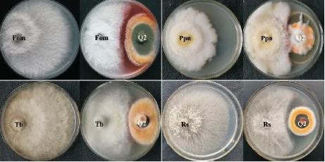 轉(zhuǎn)錄組技術(shù)分析產(chǎn)紫籃狀菌抑制尖鐮孢菌生長的作用機(jī)制——材料與方法