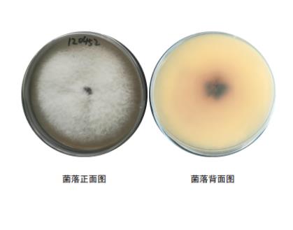 轉(zhuǎn)錄組技術(shù)分析產(chǎn)紫籃狀菌抑制尖鐮孢菌生長的作用機(jī)制——討論與結(jié)論