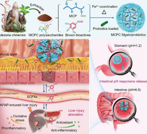 Bioscreen C自動生長曲線分析儀：多糖的水凝膠遞送系統(tǒng)在益生菌保護(hù)作用