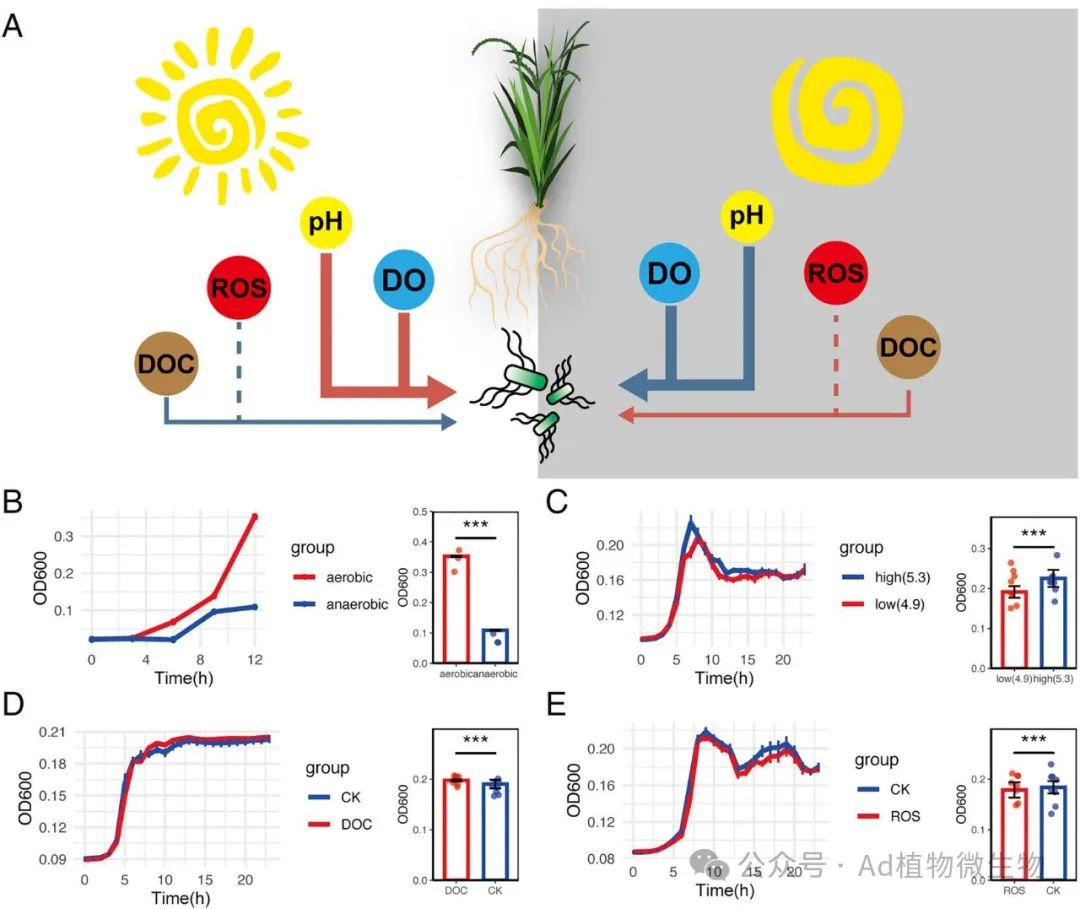 枯草芽孢桿菌的晝夜波動生長與根際溶解氧和pH值密切相關(guān)